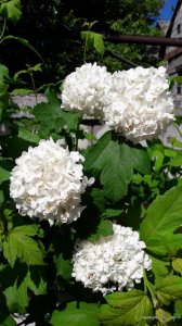 20170604_145141.jpg