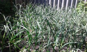 20170603_161610.jpg