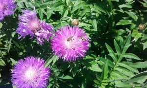 20170604_121036.jpg