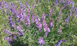 20170604_123241.jpg