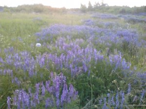 IMG_20170607_203224.jpg