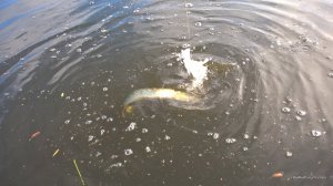 WP_20170610_06_19_57_Pro.jpg