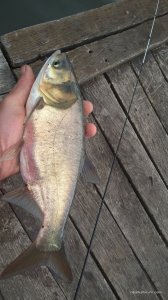 WP_20170610_08_06_38_Pro.jpg