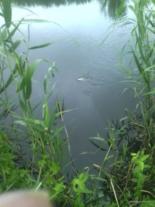 IMG_20170610_193239.jpg