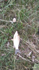 IMG_20170611_130125[1].jpg