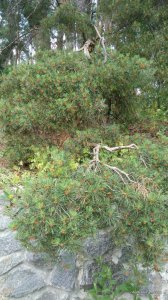IMG_20170612_103619.jpg