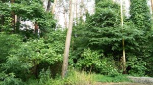 IMG_20170612_174027.jpg