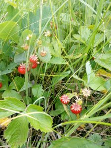 IMG_20170614_121445.jpg