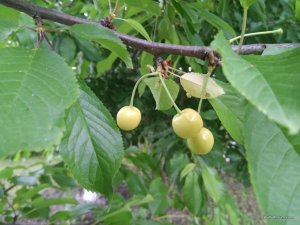 IMG_20170617_191543.jpg