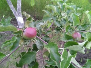 IMG_20170617_191505.jpg