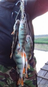 20170617_204216.jpg