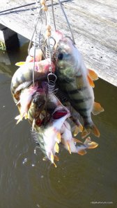 20170618_065705.jpg