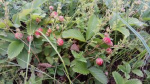 IMG_20170617_174710.jpg