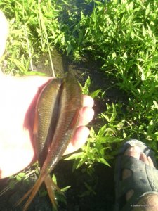 IMG_20170617_075914.jpg