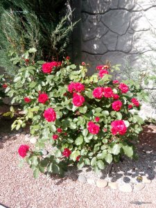 IMG_20170617_154547.jpg