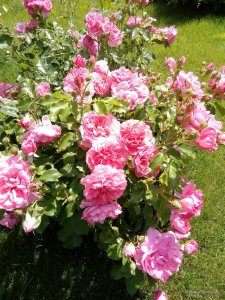 IMG_20170619_123138.jpg