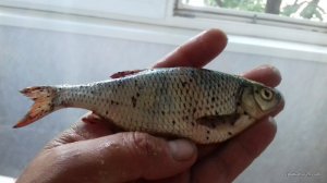 20170619_154631.jpg