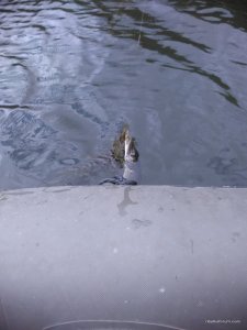 IMG_20170615_155058.jpg