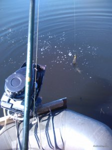 IMG_20170617_083845.jpg