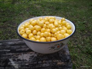 IMG_20170624_170037.jpg