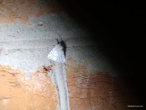 IMG_20170624_222955.jpg