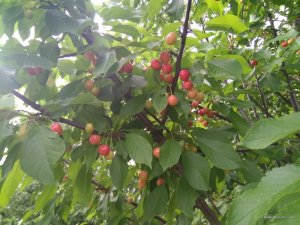 IMG_20170624_171012.jpg