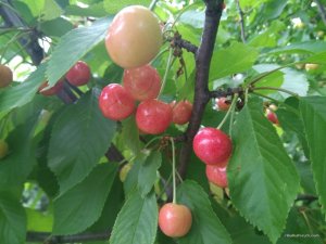 IMG_20170624_171130.jpg