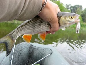 IMG_2355.JPG
