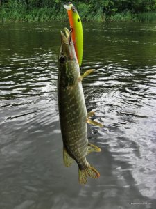 IMG_2384.JPG