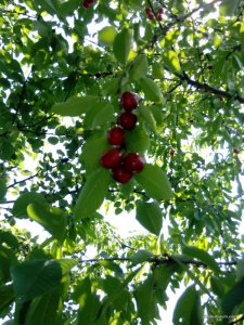 IMG_20170626_112404.jpg