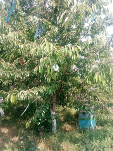 IMG_20170627_105826.jpg