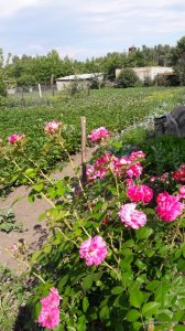 20170626_160339.jpg