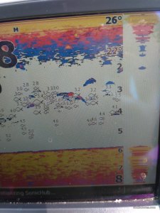 IMG_20170628_114401.jpg