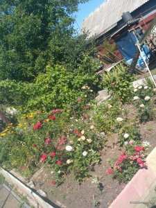 IMG_20170701_094422.jpg