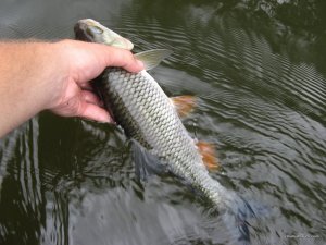 IMG_2410.JPG