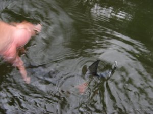 IMG_2411.JPG