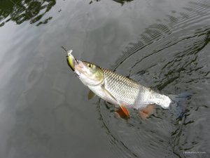 IMG_2414.JPG
