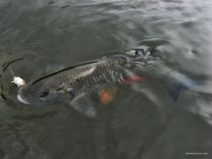 IMG_2425.JPG