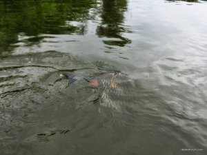 IMG_2426.JPG