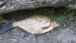 WP_20170701_18_08_19_Pro.jpg