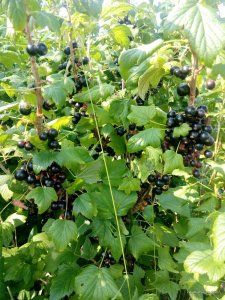 IMG_20170627_094218.jpg