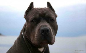 v-monreale-pitbul-zagryz-zhenshhinu-animalreader.ru_.jpg