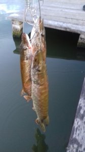 20170707_204600.jpg