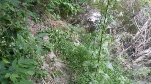 IMG_20170707_164237.jpg