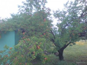 DSC02900.JPG