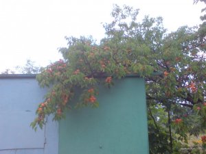 DSC02901.JPG