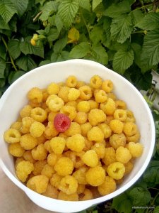 IMG_20170715_151438.jpg