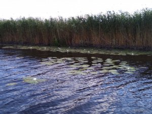 IMG_20170715_164358.jpg