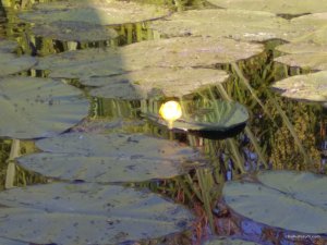 IMG_20170715_191131.jpg