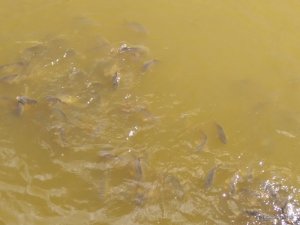 IMG_20170716_093012.jpg